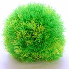 YUSEE - Cladophora Aegagropila Green 12cm