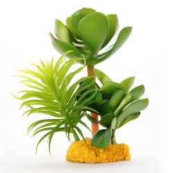 YUSEE - Crassula (YS-17927)