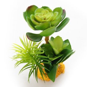 YUSEE - Crassula (YS-17927)