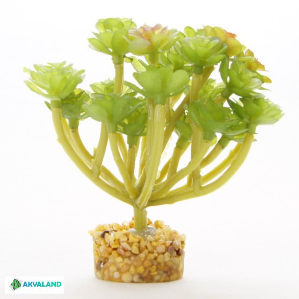 YUSEE - Crassula