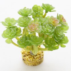 YUSEE - Crassula