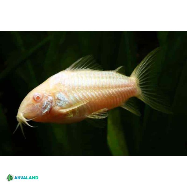 Pansermalle - Albino