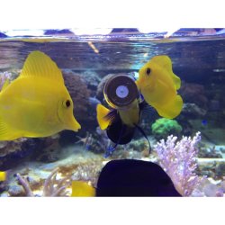 AQUAFOREST AF Calanidae Clip