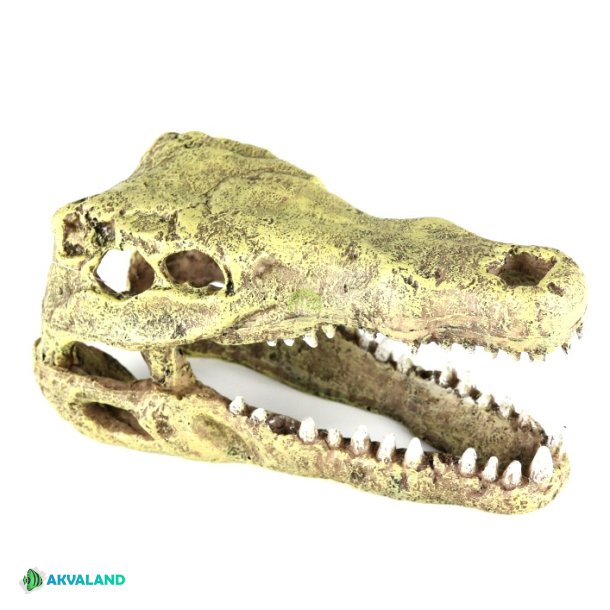 AQUA DELLA - Crocodile Head - M - 19.5x9.5x10cm