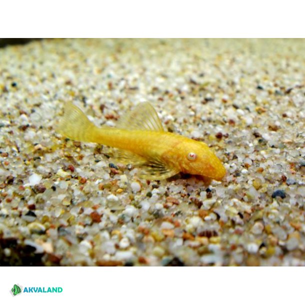 Ancistrus sp - Gold