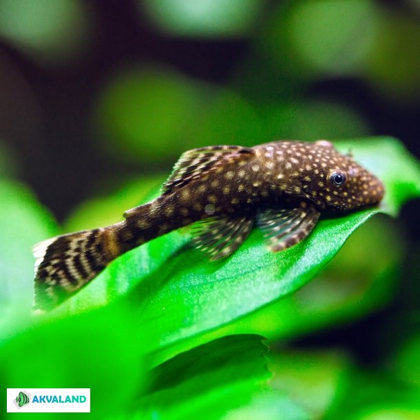 Ancistrus sp - Mal