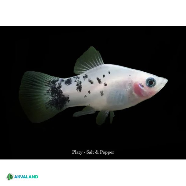 Platy - Black &amp; White