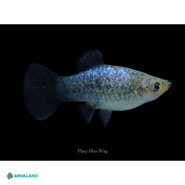 Platy - Blue Neon Wagtail