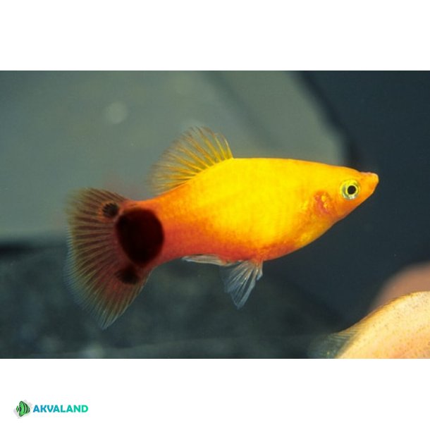 Platy - Mickey Mouse - Yellow
