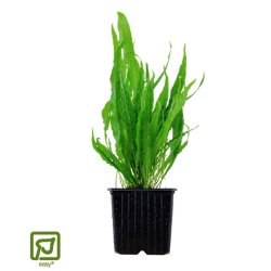 Microsorum Pteropus - XL Potte