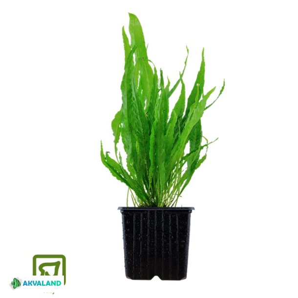 Microsorum Pteropus - XL Potte