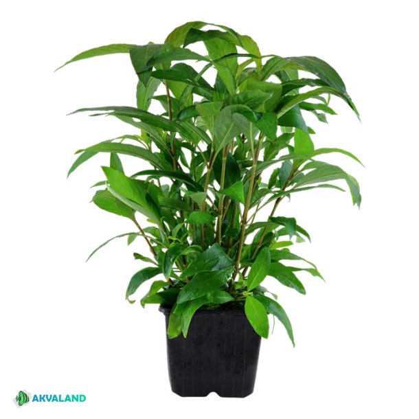 Hygrophila corymbosa 'Stricta' - XL Potte