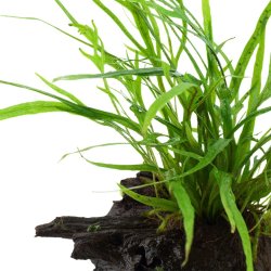 Microsorum Pteropus 'Trident' - P tr