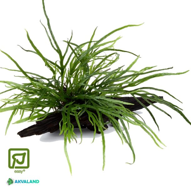 Microsorum Pteropus 'Trident' - P tr