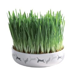 TRIXIE Keramikskl med kattegrs