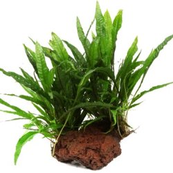 TROPICA Lava Rock 8-15cm - 1stk.