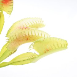 YUSEE - Dionaea Muscipula 