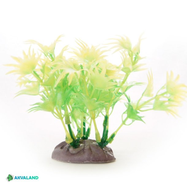 YUSEE - Elodea Canadensis